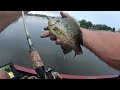 Catching Bedding Shellcracker, Lake Murray