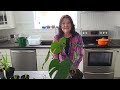 How to propagate Monstera / How to propagate Aloe Vera