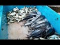 Most Popular Fish Market in Sri lanka | සෙල්ලම් නෑ ලෙල්ලම