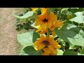 Field of Sunflower || Rooftop Garden || Sunflower Garden ||