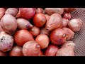 Tips For Growing Onions And Garlic At Home - Surprisingly Effective Without A Garden!