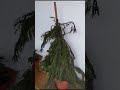 video del árbol Angeles