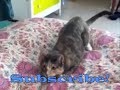 Cat Plays Fetch!