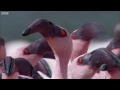 Over a Million Flamingos | The Great Rift: Africa's Wild Heart | BBC Earth