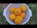 Really Need PEST CONTROL ? | How to Protect Your Garden Fruits ? | Squirrels & Rats in the Backyard