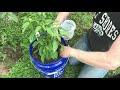 How to Build: Self Watering 5 Gallon Buckets