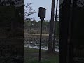 Bats leaving a bat box at dusk.  Sand Pine campground in Florida