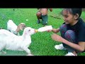 PINAINOM NAMIN NG GATAS ANG TATLONG MGA BABY NA KAMBING NA ALAGA NG TITO KO//@BorjaJudith