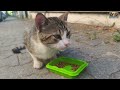 Sweet Moments of Cute Cats Meowing on the Street 😍  #catmeow , #catfood ,  #cat, #catvideos ,