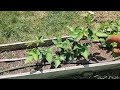 Fertilizing Blackberries To Make Them Grow Bigger And Better!