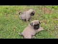 Pug Puppies. Zuma's litter of 8.  Six wks old.