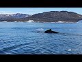 Greenland 2024 - Whales Safari