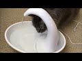 Getting My Cat to Drink More Water - Swan Fountain Review