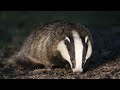 Badger feeding up close to the hide