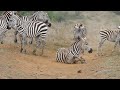 Incredible Dust Bath