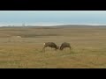 Mule Deer battle - Big bucks - Alberta strong