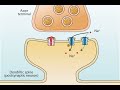 AMPA and NMDA Receptors