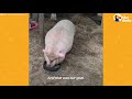 Watch What Friendship Does for a Depressed Pig | The Dodo