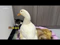 Fantastic animals!The kitten hugs the little duck and sleeps.😂Mother duck’s behavior so funny cute