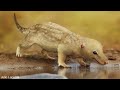 Evolution of Live birth (Why do mammal not lay eggs?)