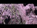 2019 福島県三春 滝桜