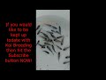 Mystery of Gin Rin Shiro Spawning to Adorable 9 month old Fry: Koi Breeding from eggs to Fry