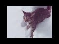 Cats vs Snow! (A Compilation)