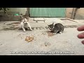 We Fed and Gained Trust of Stray Cats in an Empty Street