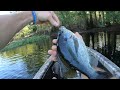 Epic!!!! Catching Some Huge Bluegill,Shellcracker and Mudfish in the Swamp