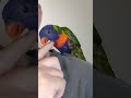 Gucci birb likes a scratch