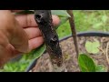 Creating a 4in1 Avocado Tree🥑