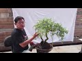 LANGKAH DASAR MEMBUAT BONSAI.... TWIN (batang dua)