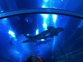 Dubai aquarium be like