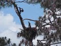 SW Florida Eagle Cam Nest area