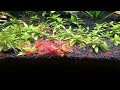 I started with 8 cherry shrimp to over 100!