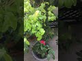 Growing surinam cherry in patio garden