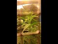 Chimp attack update, update! Weed grow.