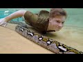 Robert Irwin Swims With A Reticulated Python For The First Time | Crikey! It's The Irwins