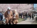 Trinity Bellwoods Park Cherry Blossom
