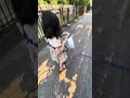 犬の散歩をしながらゴミ拾い　#さんぽ #わんこ動画 #ごみ拾い #ワンコ #ワンコのいる生活　#dog #doglover