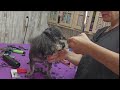 Grooming a blind 17 y.o. Poodle