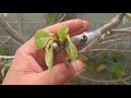 How To Graft Annonas! Cherimoya Grafting!