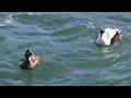 Eider Ducks of Seahouses