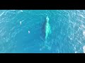 humpbacks off Palos Verdes