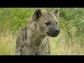 SOUTH AFRICA wildlife of Kruger national park (hd-video)