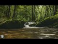 Tranquil River Sounds for Deep Sleep | 9 Hours of Relaxation