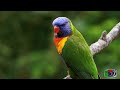 RAINBOW LORIKEET visiting the garden