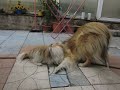 Little Shih tzu is trying to chew off Rough Collie's tail