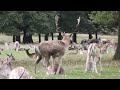 Fallow Deer Rut 2010 at Richmond Park in London