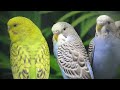 Budgies singing in Pet Store | Parakeet Sounds | 1 Hour